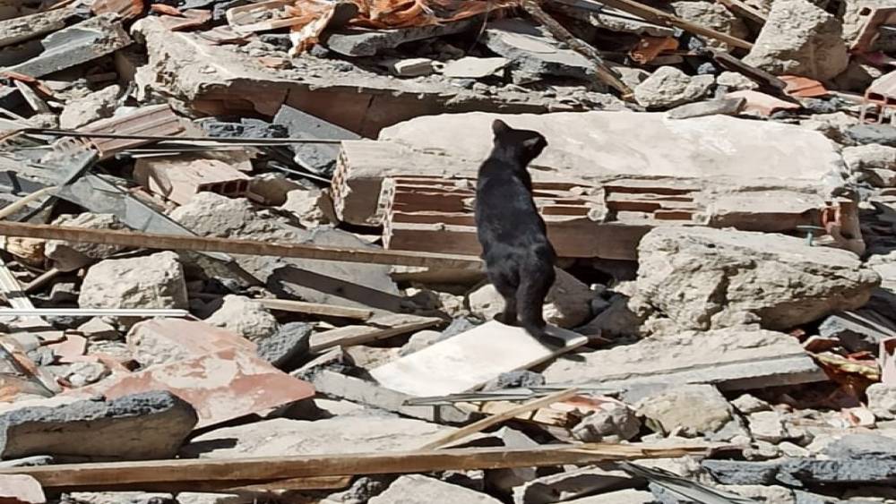 Bina Enkazında Mahsur Kalan Yavru Kediyi İtfaiye Kurtardı