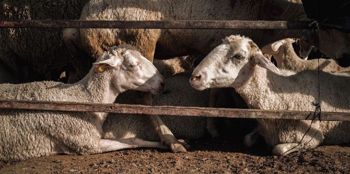 Sahte çeyrek altınla kurbanlık alan şüpheli aranıyor