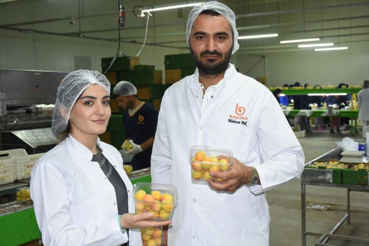 Malatya'da kayısı hasadına başlandı