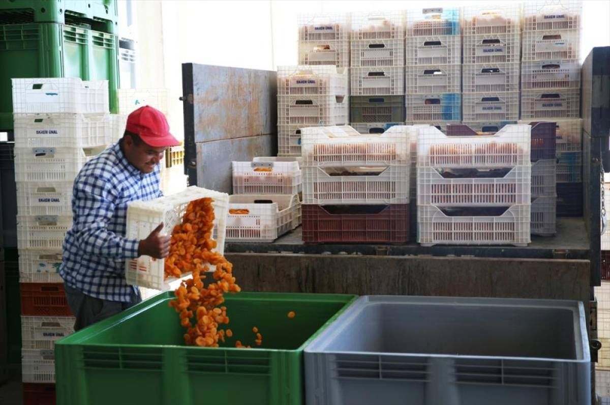 Kuru kayısı yeni ihracat sezonuna 37 milyon dolarla hızlı başladı