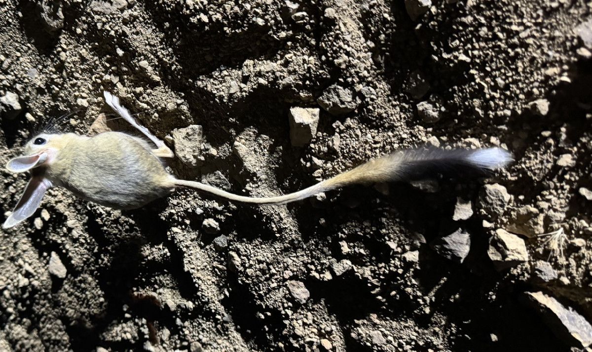 Nesli Tehlike Altında Olan Arap Tavşanı Kuluncak’ta Görüntülendi Gelen Kutusu