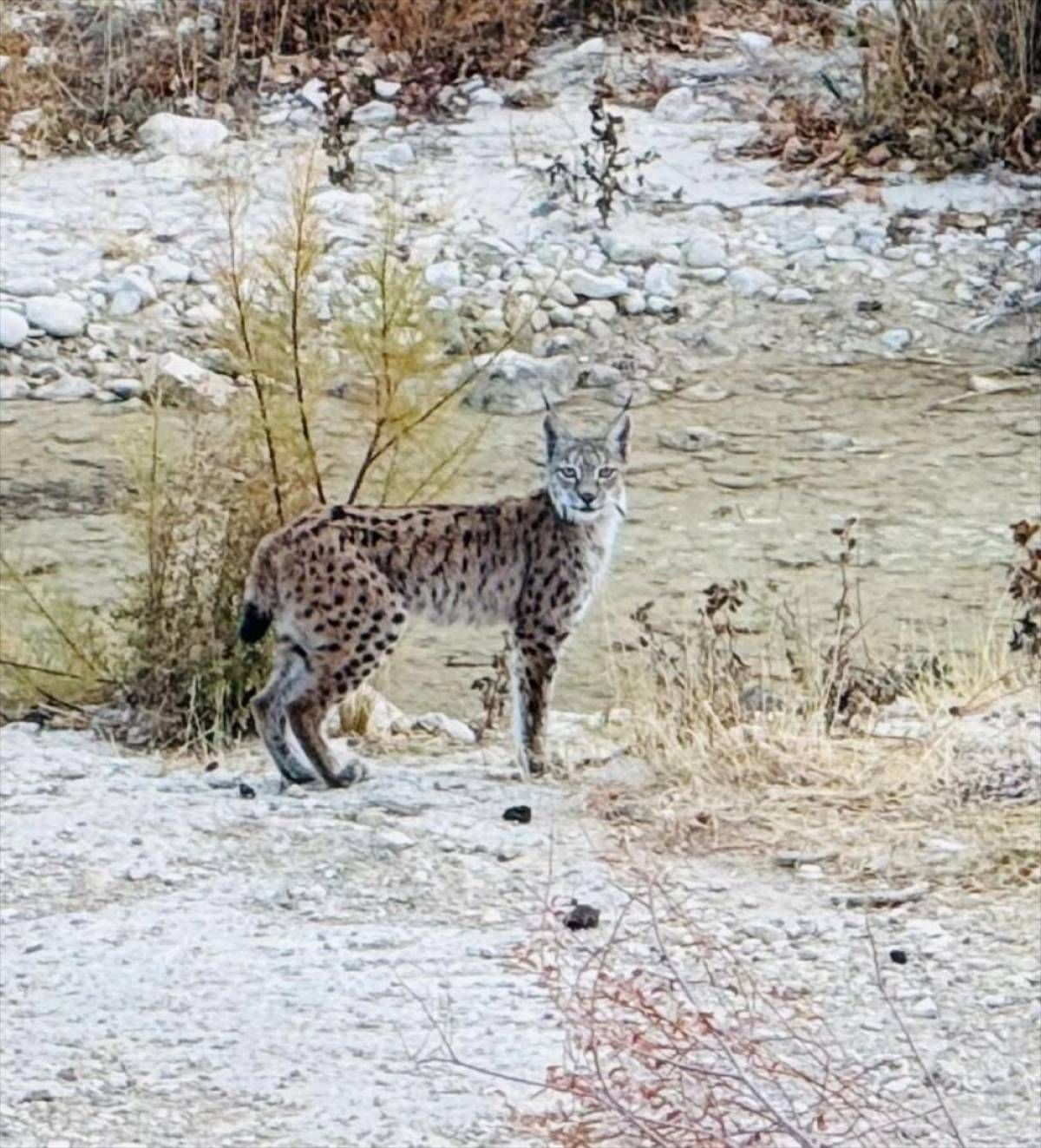 Malatya'da nesli tehlike altında olan vaşak görüntülendi