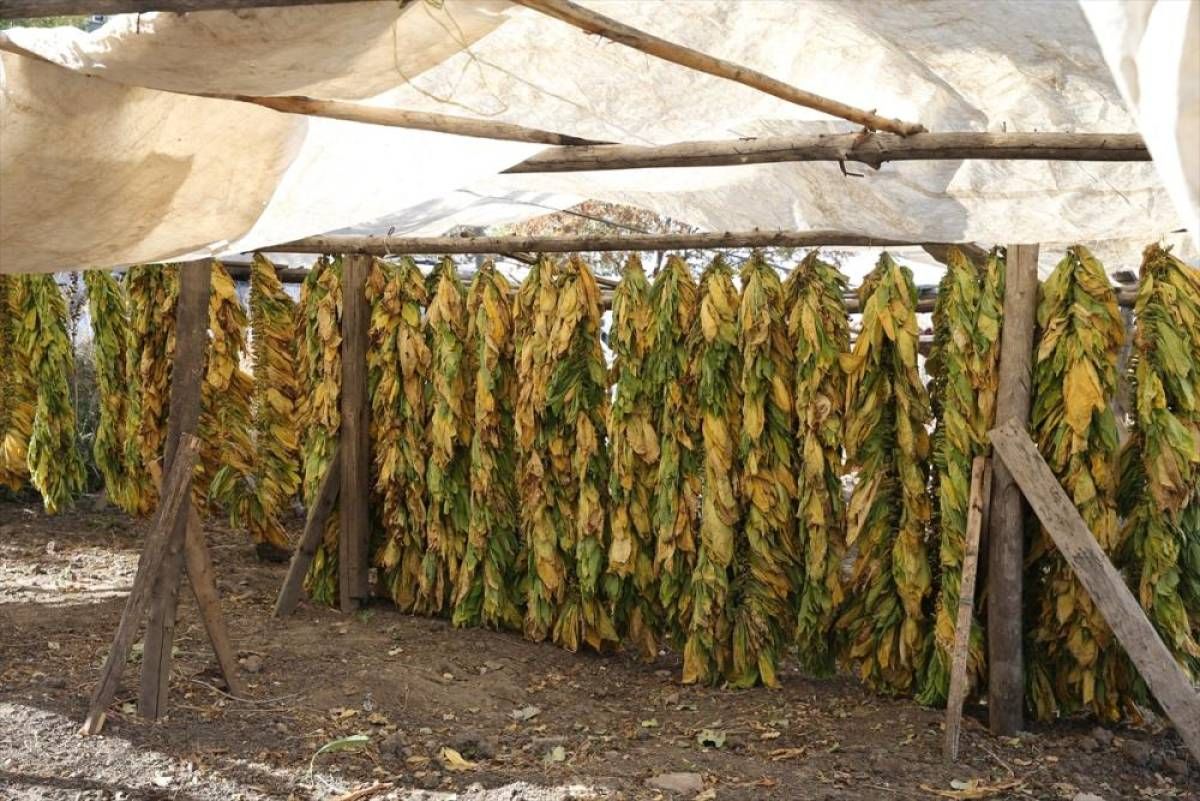Tütün üreticileri 60 bin ton ihracat hedefliyor
