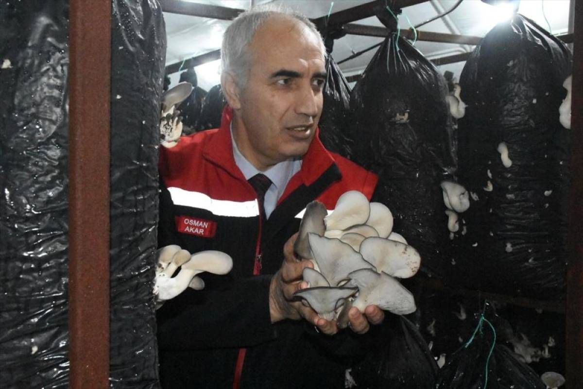 Malatya'da yılda yaklaşık 95 ton mantar üretiliyor