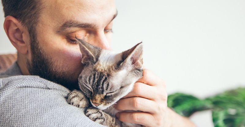 Kedilerin Hayatımıza Katkıları Sadece Sevgiyle Sınırlı Değil
