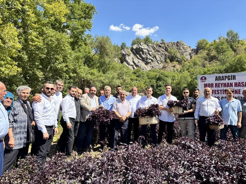 Arapgir’de mor reyhan tarlasında hasat coşkusu