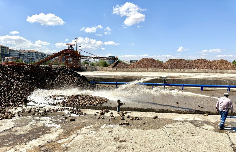 Zirai dondan etkilenen Malatya çiftçisi pancar üretimi ile nefes aldı