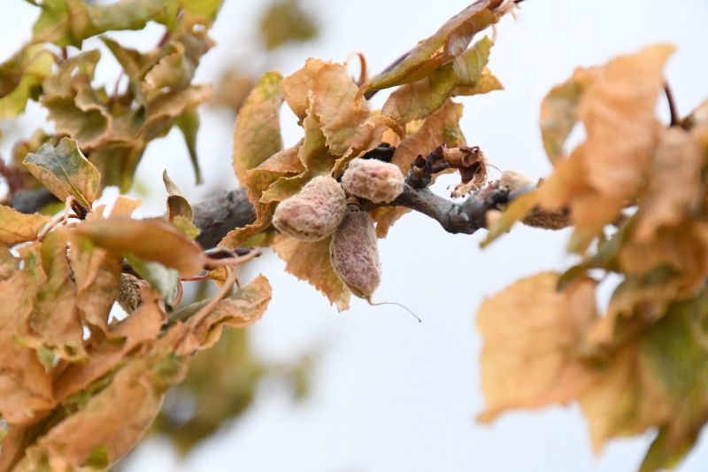 Kayısı Üreticilerine Nefes Aldıracak Destek Kararı