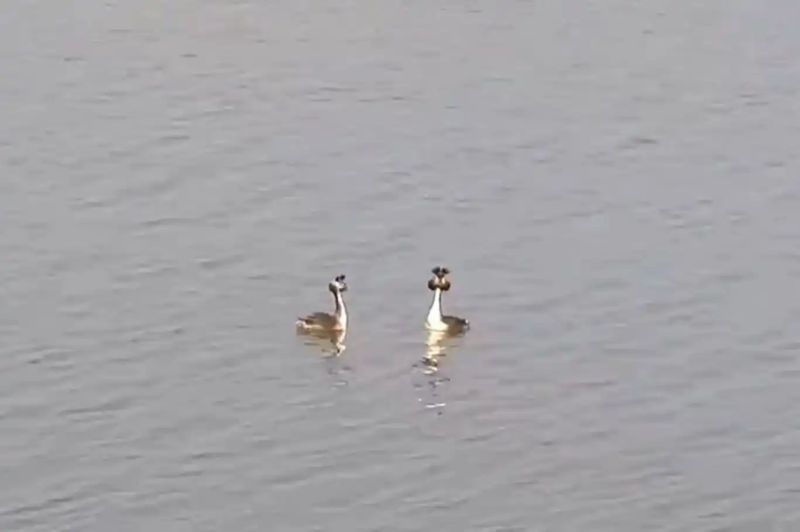 Doğanın zarif kuşu Bahri (Podiceps cristatus) objektiflere yansıdı