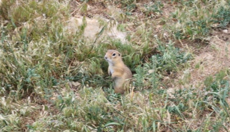 Yer Sincabı Kameralara Yakalandı