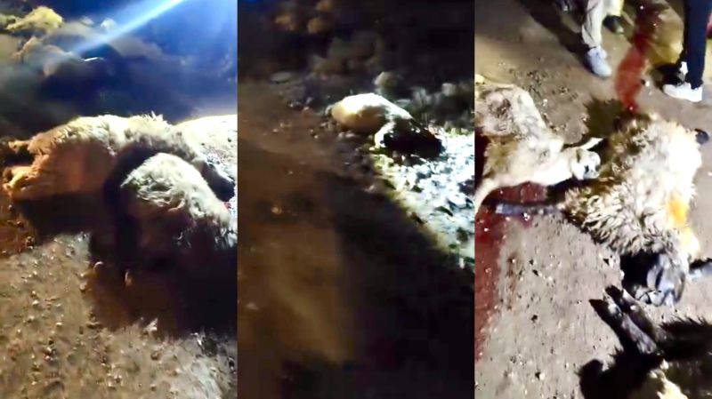 Tırın Çarptığı 13 Koyun Telef Oldu