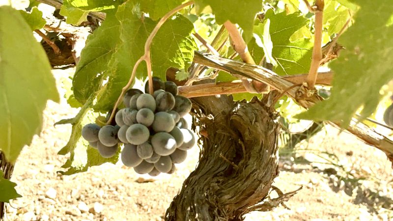 Arapgir’de Üzüm Hasadı Sürüyor, Rekolte Beklenenin Altında Kaldı