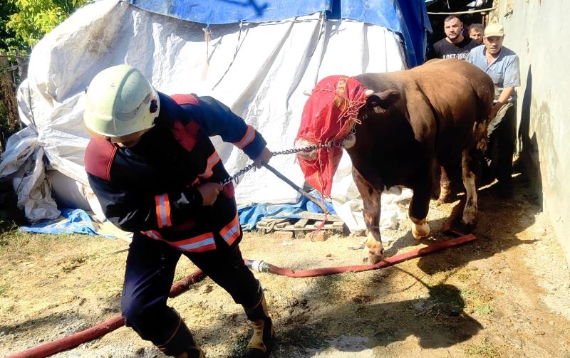 Battalgazi’de Ahır Yangını: 8 Büyükbaş Hayvan Kurtarıldı