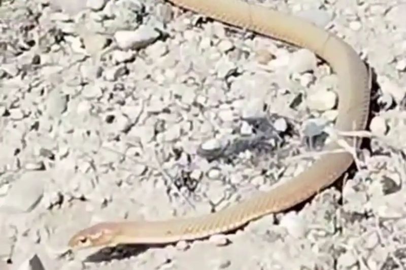 Malatya'da kırmızı yılan görüldü