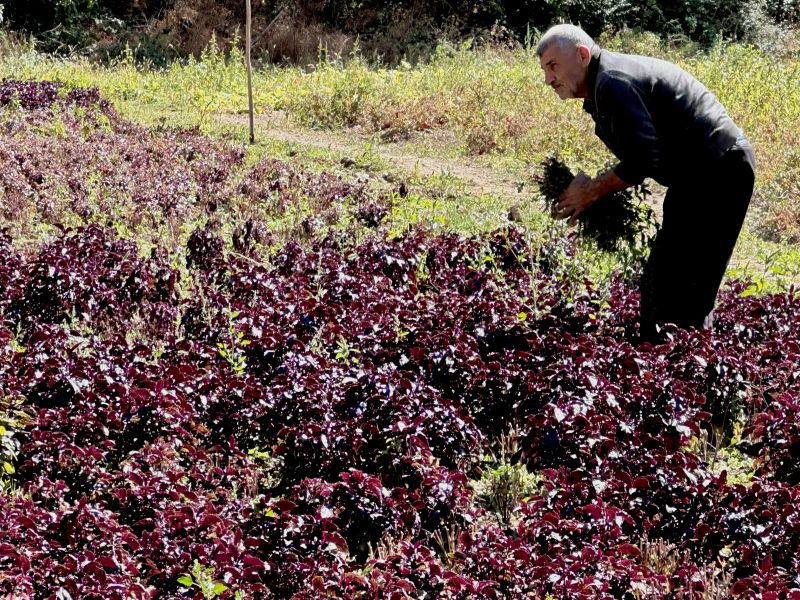 Reyhan Üretimi Katlanarak Artıyor: Üretici de Tüketici de Memnun