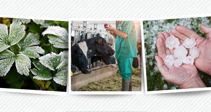 Malatyalı Kayısı Üreticisi Destek Ödemesini Bekliyor