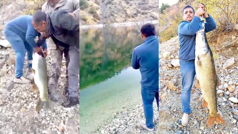 "Oltaya Sığmaz” Dedirten Balık! 32 Kilo 700 Gramlık Balık Barajdan Böyle Çıktı