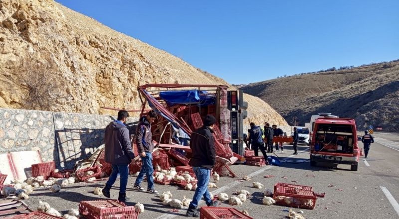 Tavuk Yüklü Kamyon Devrildi: Yüzlerce Tavuk Telef Oldu, Sürücü Yaralandı