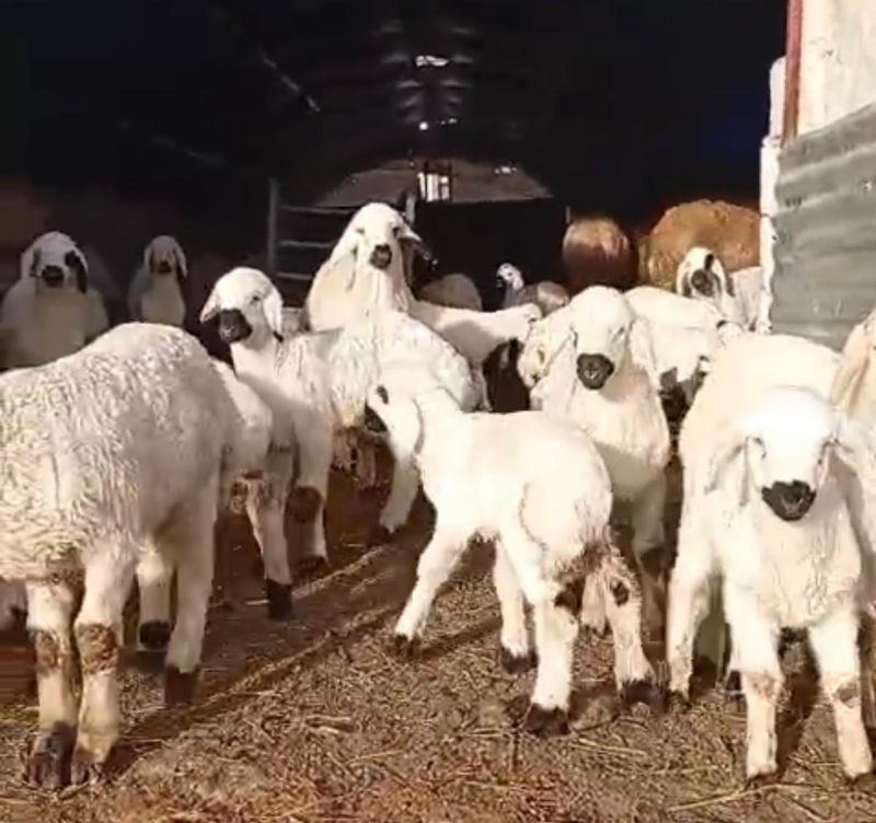 Hayvancılık Stratejik Bir Alan, Alın Teri Karşılıksız Kalmıyor