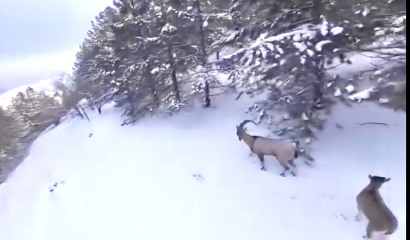 Malatya’da Yaban Keçisi Avına 956 Bin TL Ceza