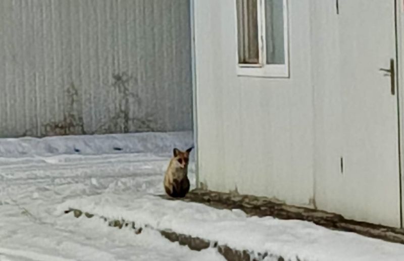 İkizce Konteyner Kent’te Tilki Görüntülendi