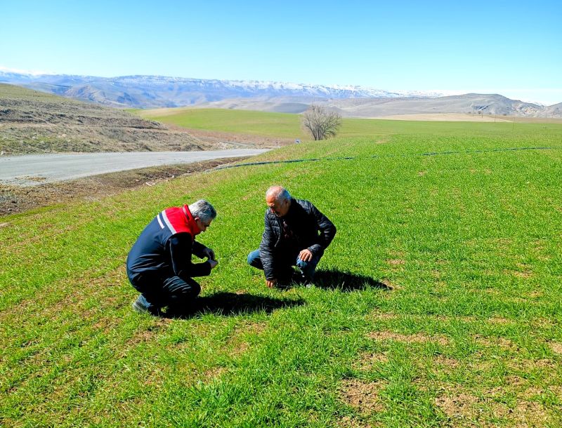 Malatya’da Buğday Tarlaları Mercek Altında