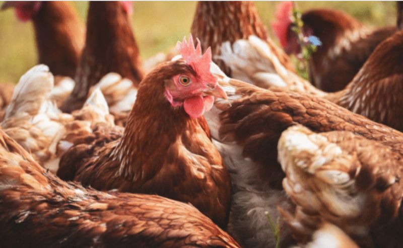 Mısır İthalatında Yeni Düzenleme: 3 Milyon Tonluk Kontenjan Açıldı