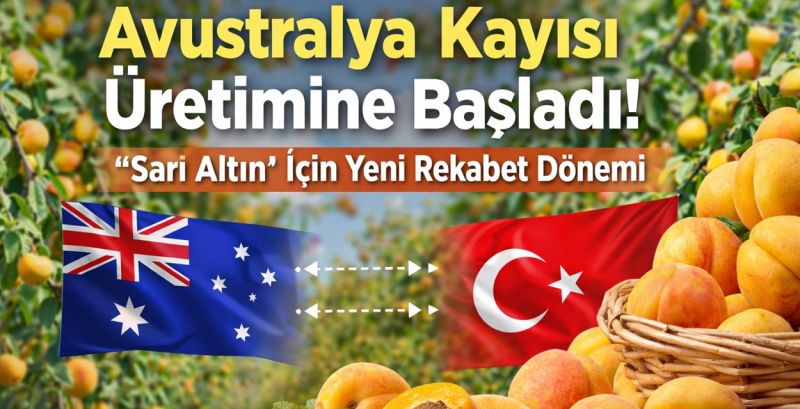 Avustralya Kayısı Üretimine Başladı: “Sarı Altın” İçin Yeni Rekabet Dönemi