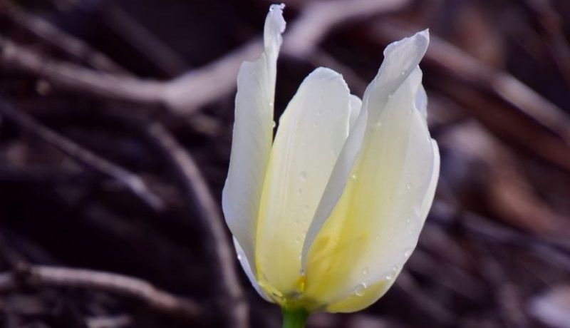 Türkiye Topraklarında Sadece Malatya’da Yetişiyor