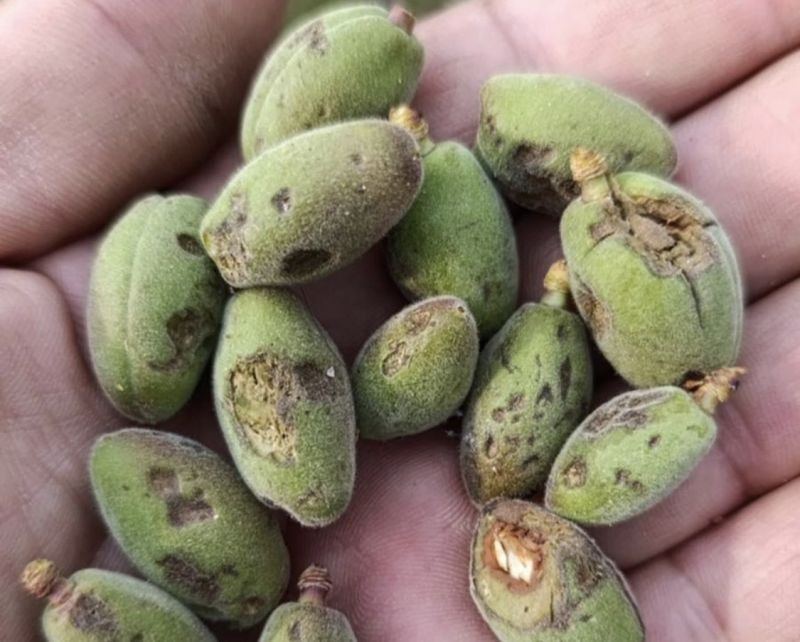 Malatya’da Dolu Kayısıyı Vurdu, Hasar Tespiti Başlıyor