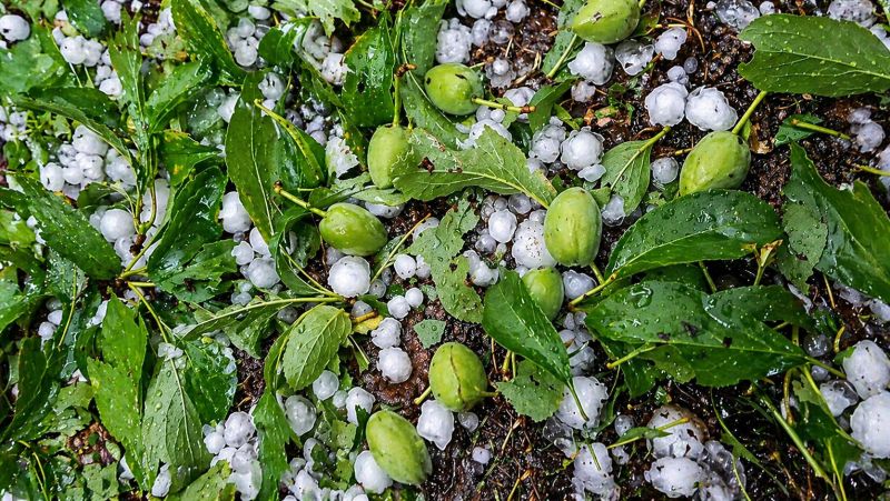 Bilal Yıldırım: “Kayısı Bahçelerindeki Hasar İçin Acil Destek Şart”
