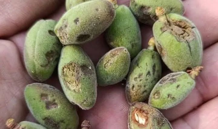 Malatya’da Dolu Felaketi: Kayısı Üreticisi Büyük Darbe Aldı