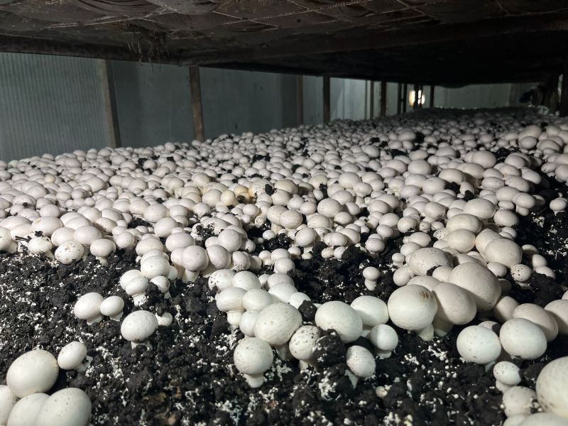 Malatya’da Alternatif Tarım Atağı: Ayda 15 Ton Mantar Üretiliyor