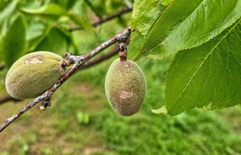Malatya’da Dolu Hasarı: 20 Bin Dekarı Aşkın Tarım Arazisi Etkilendi