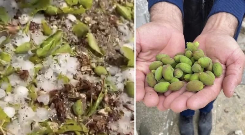 Başkan Paşahan "Malatya’da Kayısı Bahçeleri Harap Oldu"