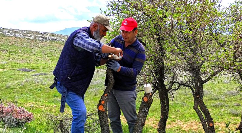 Yaban Ağaçları Aşıyla Meyveye Dönüştürülüyor