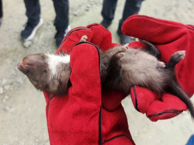 Doğanşehir’de Annesini Kaybeden Yavru Sansar Koruma Altına Alındı