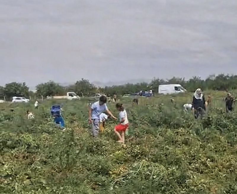 Domates Tarlada Kaldı, Üretici Ücretsiz Dağıttı