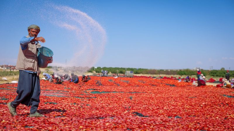 350 Dekarda Üretiliyor, 50 Dekarda Kurutuluyor