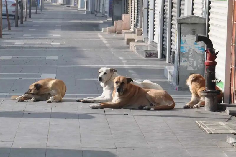 Malatya’da Sahipsiz Hayvanlar İçin Eylül Denetimi
