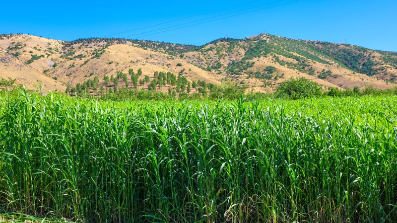 Sorgum Sudan Otunda İkinci Hasat: Dekarda 7 Tona Kadar Verim