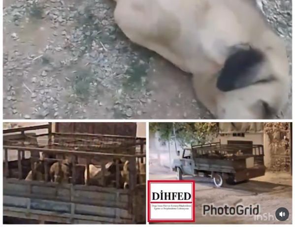 Arapgir’de Skandal Sokak Köpeği Operasyonu: Hayvan Hakları İhlali ve Ölüm İddialarına Soruşturma Talebi!
