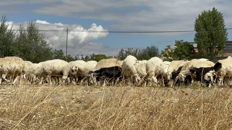 Malatya’da Küçükbaş Yetiştiricisinin Gündemi: Mera ve Çoban Sorunu