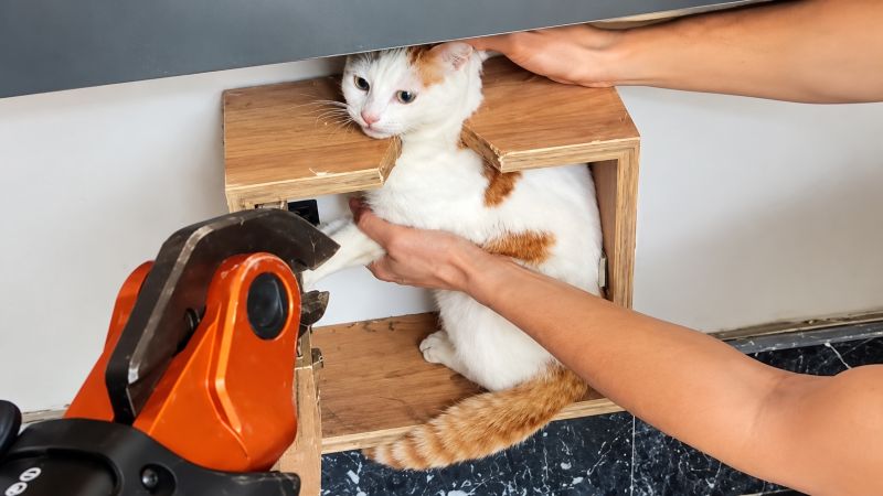 Malatya’da Sıra Dışı Kurtarma: Posta Kutusundan Kedi Çıktı!