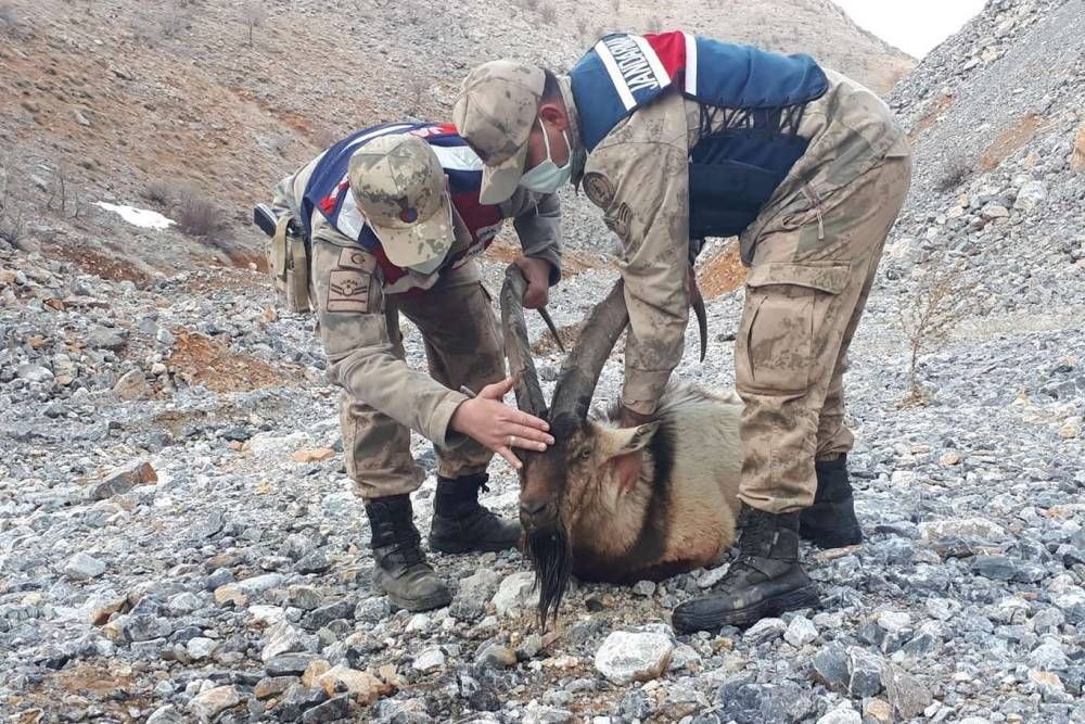 Dağ keçisi avlayan şahsa 661 bin 883 TL para cezası verildi
