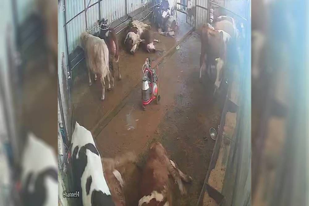 Elektrik akımına kapılan büyükbaş hayvanlar telef oldu