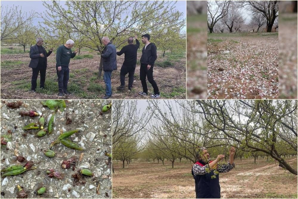 Dolu yağışı nedeniyle kayısı bahçelerinde zarar tespit çalışmalarına başlandı