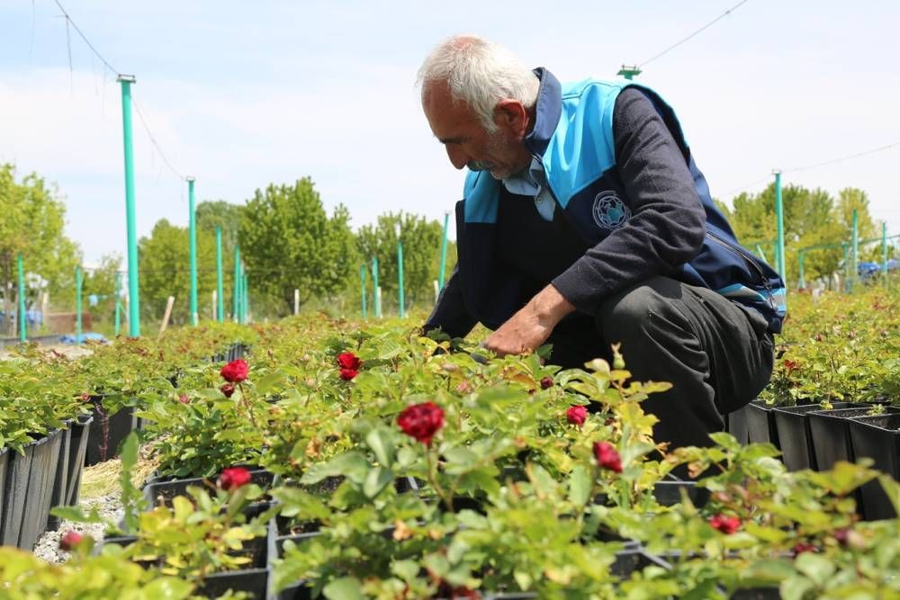 Battalgazi'nin park ve bahçeleri belediyenin kendi ürettiği çiçeklerle güzelleşiyor