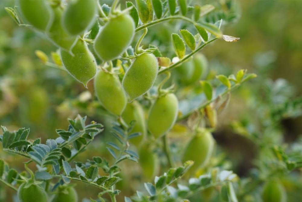 "Azotu Toprağa Bağlayan Seni Hayata Bağlar" projesi tanıtıldı
