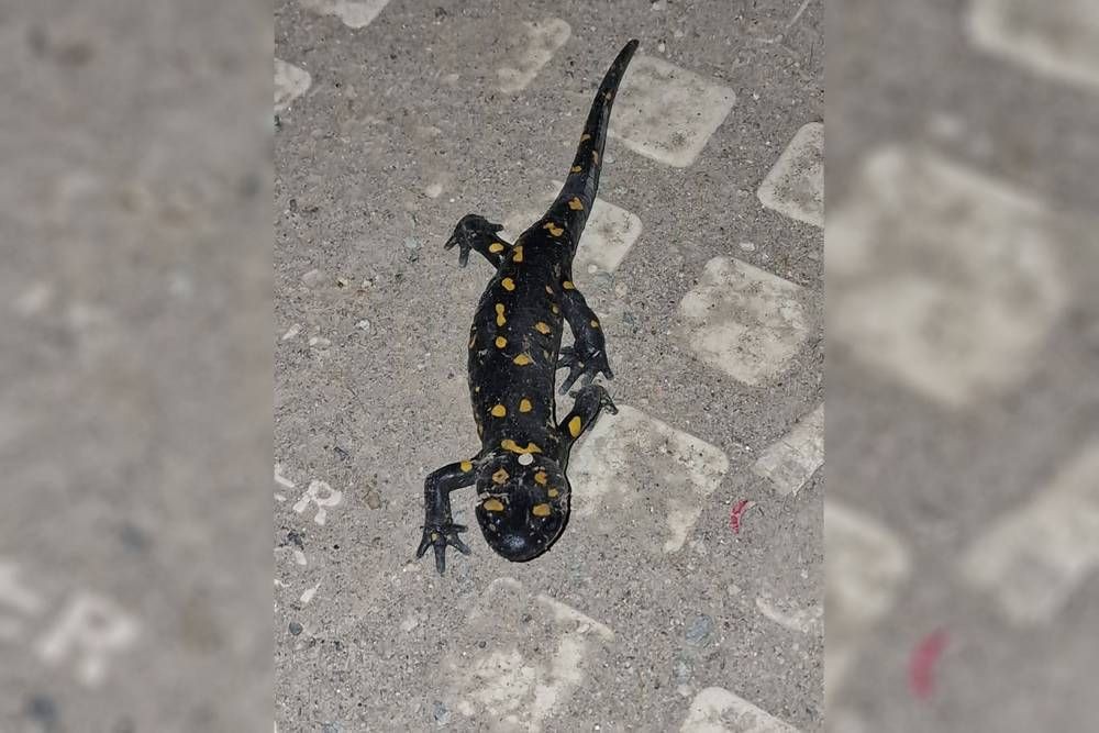 Malatya şehir merkezinde ateş semenderi görüldü